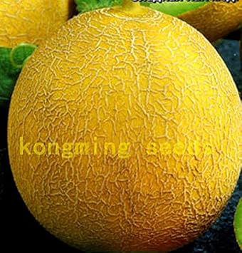 Yellow Melon Fruit Seeds - Sweet and Juicy Melons for Your Garden